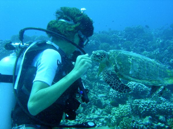 58- La tortue se jette sur le corail 